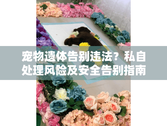 宠物遗体告别违法？私自处理风险及安全告别指南
