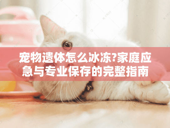 宠物遗体怎么冰冻?家庭应急与专业保存的完整指南