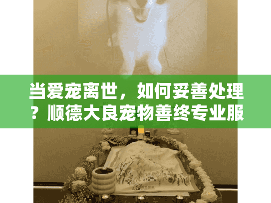 当爱宠离世，如何妥善处理？顺德大良宠物善终专业服务为您解忧