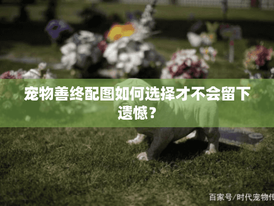 宠物善终配图如何选择才不会留下遗憾？