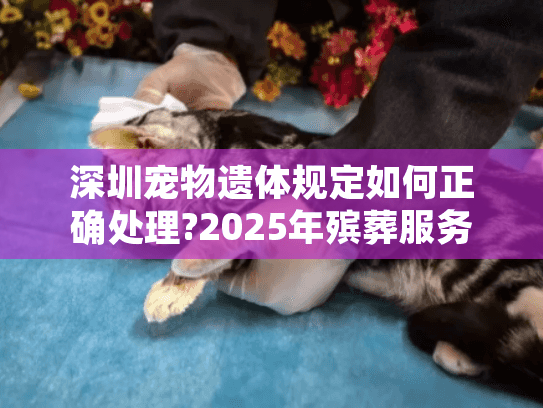 深圳宠物遗体规定如何正确处理?2025年殡葬服务最新指南
