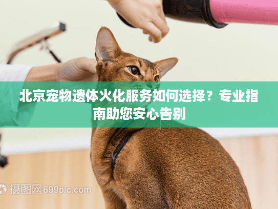 北京宠物遗体火化服务如何选择？专业指南助您安心告别