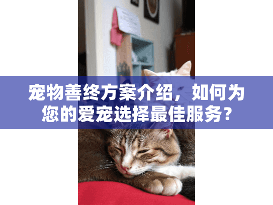 宠物善终方案介绍，如何为您的爱宠选择最佳服务？
