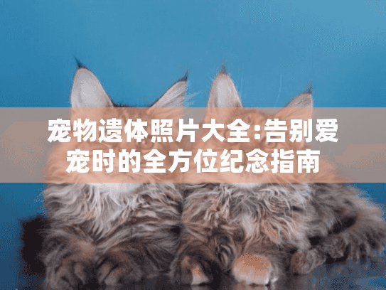宠物遗体照片大全:告别爱宠时的全方位纪念指南