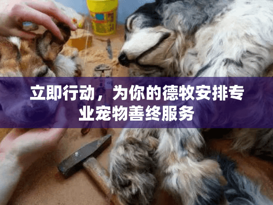 立即行动,为你的德牧安排专业宠物善终服务
