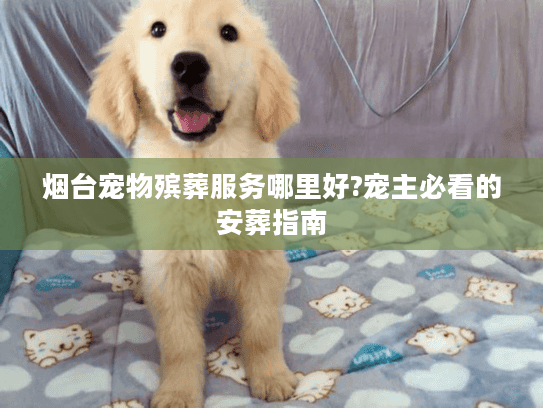 烟台宠物殡葬服务哪里好?宠主必看的安葬指南