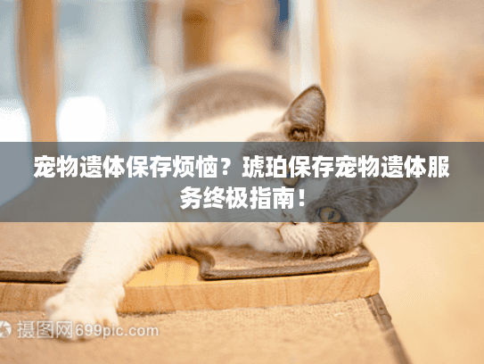 宠物遗体保存烦恼？琥珀保存宠物遗体服务终极指南！