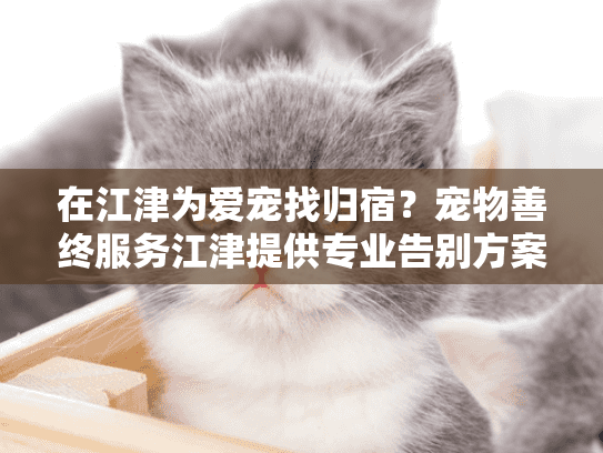 在江津为爱宠找归宿？宠物善终服务江津提供专业告别方案