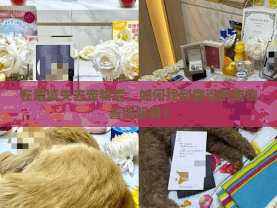 在增城失去宠物后，如何找到靠谱的宠物善终服务？