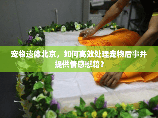 宠物遗体北京，如何高效处理宠物后事并提供情感慰藉？