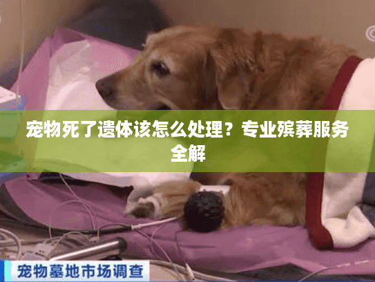 宠物死了遗体该怎么处理？专业殡葬服务全解