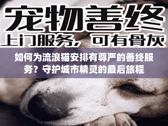 如何为流浪猫安排有尊严的善终服务？守护城市精灵的最后旅程