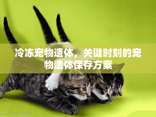冷冻宠物遗体，关键时刻的宠物遗体保存方案
