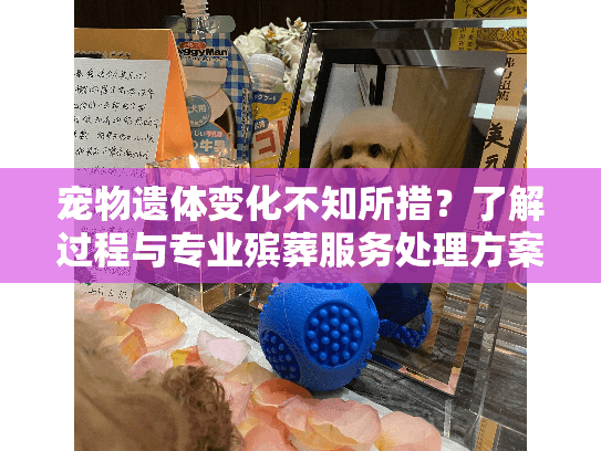 宠物遗体变化不知所措？了解过程与专业殡葬服务处理方案