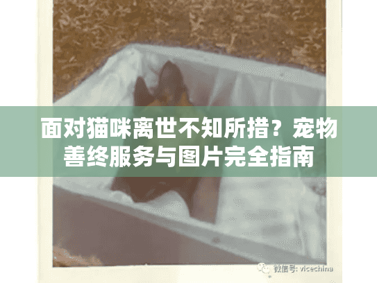 面对猫咪离世不知所措？宠物善终服务与图片完全指南