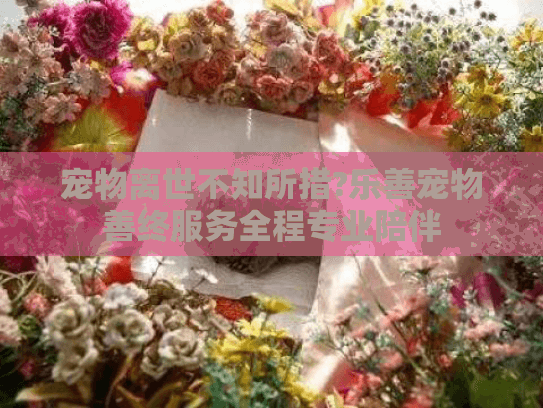 宠物离世不知所措?乐善宠物善终服务全程专业陪伴