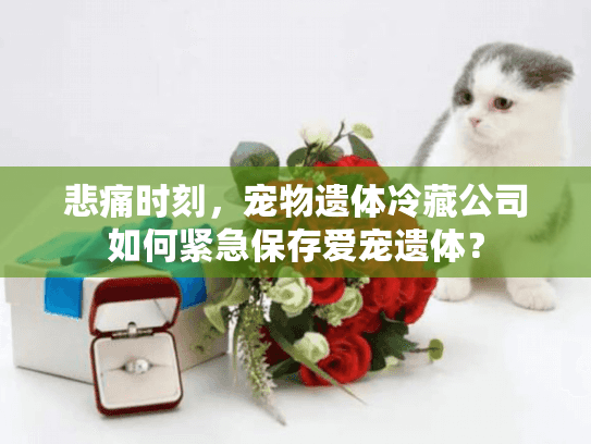 悲痛时刻，宠物遗体冷藏公司如何紧急保存爱宠遗体？