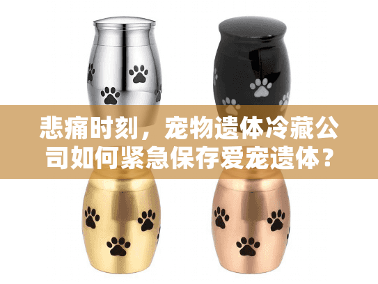 悲痛时刻，宠物遗体冷藏公司如何紧急保存爱宠遗体？