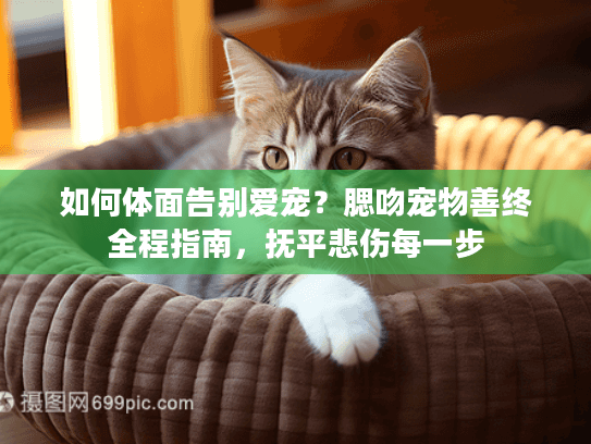 如何体面告别爱宠？腮吻宠物善终全程指南，抚平悲伤每一步