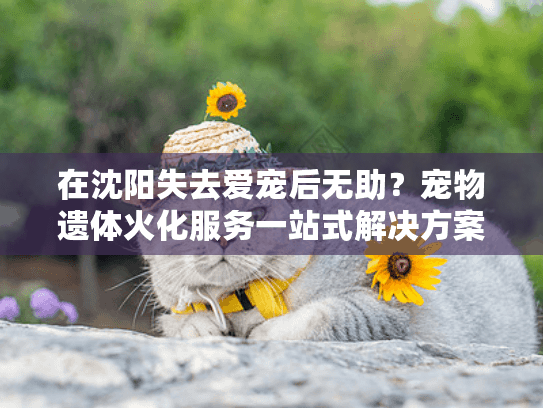 在沈阳失去爱宠后无助？宠物遗体火化服务一站式解决方案