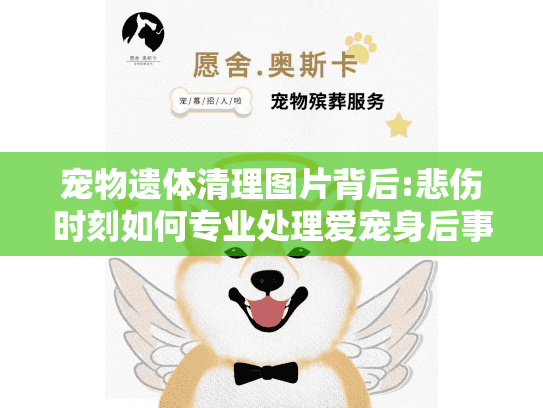 宠物遗体清理图片背后:悲伤时刻如何专业处理爱宠身后事?