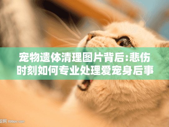 宠物遗体清理图片背后:悲伤时刻如何专业处理爱宠身后事?