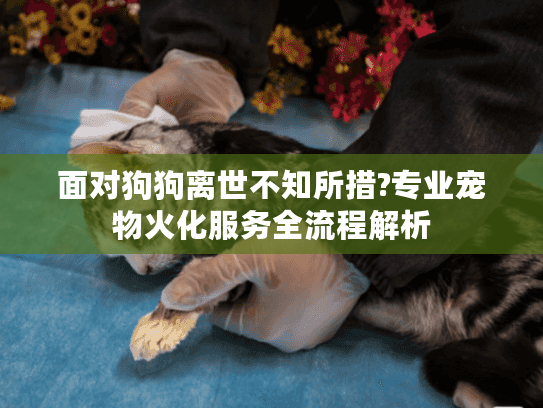面对狗狗离世不知所措?专业宠物火化服务全流程解析
