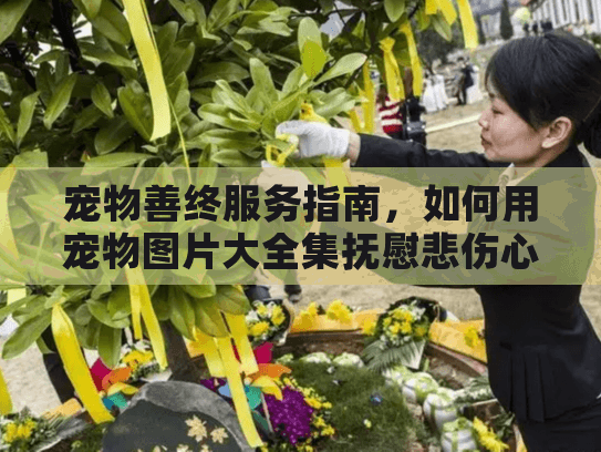 宠物善终服务指南，如何用宠物图片大全集抚慰悲伤心灵？