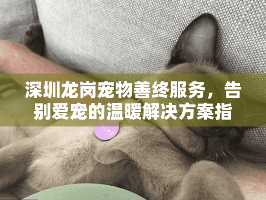 深圳龙岗宠物善终服务，告别爱宠的温暖解决方案指南