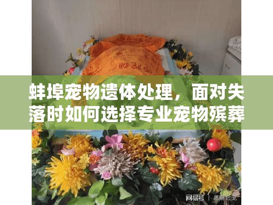 蚌埠宠物遗体处理，面对失落时如何选择专业宠物殡葬服务？