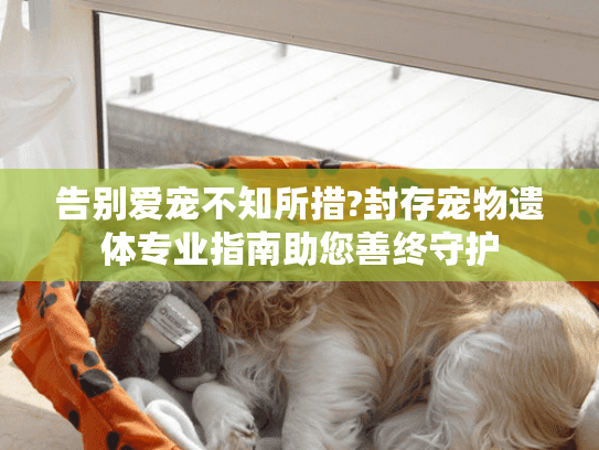 告别爱宠不知所措?封存宠物遗体专业指南助您善终守护