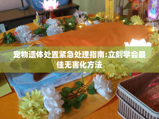 宠物遗体处置紧急处理指南:立刻学会最佳无害化方法