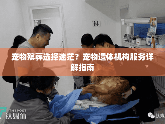 宠物殡葬选择迷茫？宠物遗体机构服务详解指南