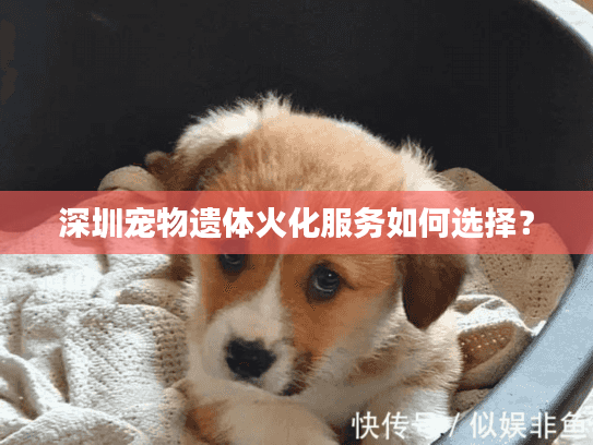 深圳宠物遗体火化服务如何选择？