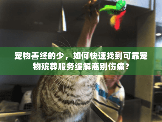 宠物善终的少，如何快速找到可靠宠物殡葬服务缓解离别伤痛？