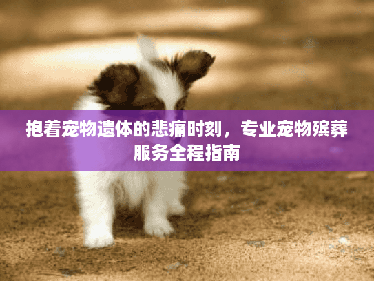 抱着宠物遗体的悲痛时刻，专业宠物殡葬服务全程指南