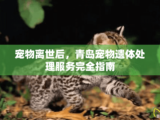 宠物离世后，青岛宠物遗体处理服务完全指南