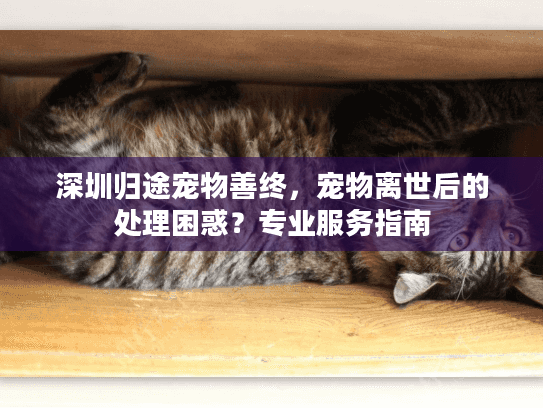 深圳归途宠物善终，宠物离世后的处理困惑？专业服务指南