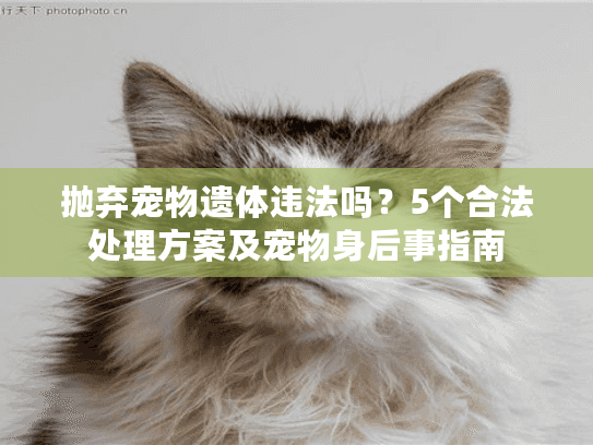 抛弃宠物遗体违法吗？5个合法处理方案及宠物身后事指南