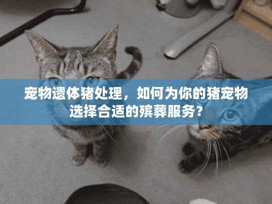 宠物遗体猪处理，如何为你的猪宠物选择合适的殡葬服务？