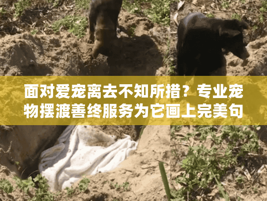面对爱宠离去不知所措？专业宠物摆渡善终服务为它画上完美句号