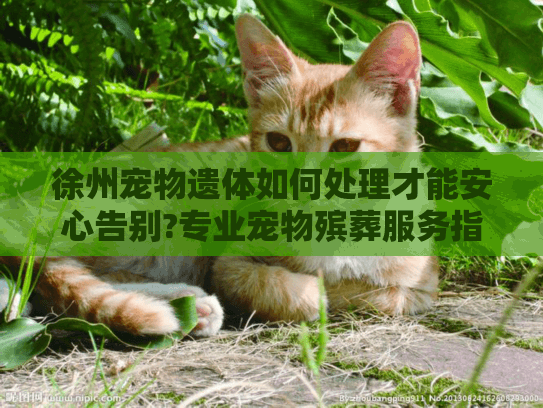 徐州宠物遗体如何处理才能安心告别?专业宠物殡葬服务指南