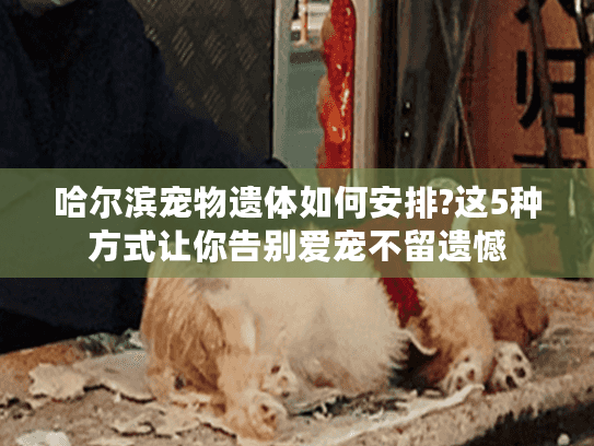 哈尔滨宠物遗体如何安排?这5种方式让你告别爱宠不留遗憾
