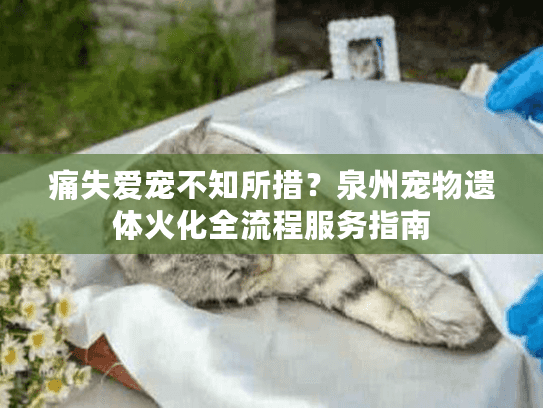 痛失爱宠不知所措？泉州宠物遗体火化全流程服务指南