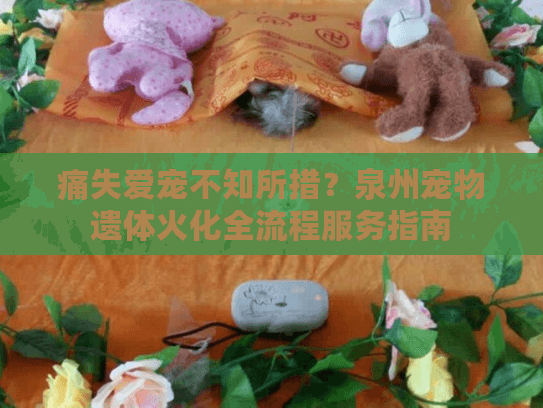 痛失爱宠不知所措？泉州宠物遗体火化全流程服务指南
