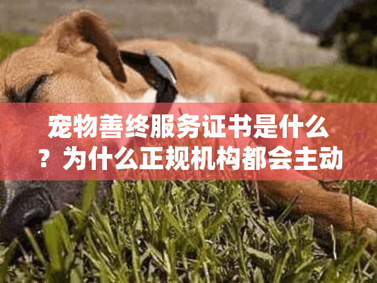 宠物善终服务证书是什么？为什么正规机构都会主动提供？