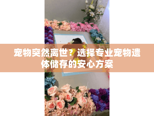 宠物突然离世？选择专业宠物遗体储存的安心方案