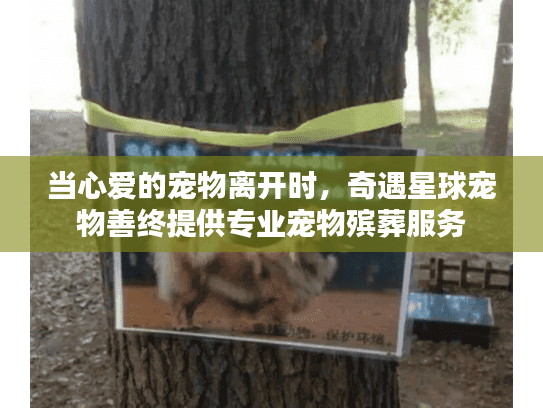 当心爱的宠物离开时，奇遇星球宠物善终提供专业宠物殡葬服务