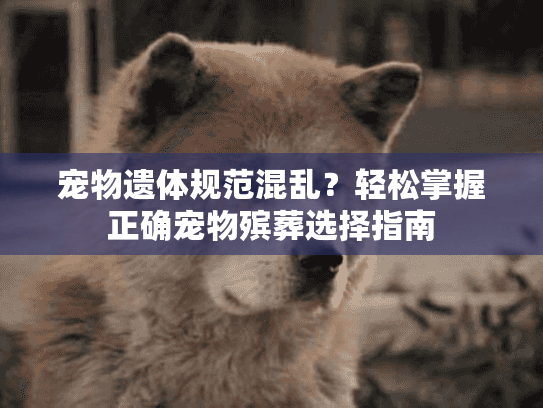 宠物遗体规范混乱？轻松掌握正确宠物殡葬选择指南