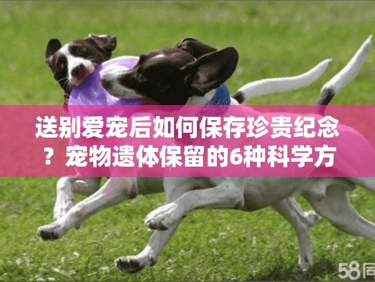 送别爱宠后如何保存珍贵纪念？宠物遗体保留的6种科学方式全解析
